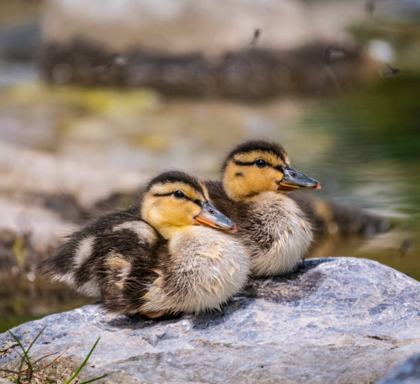 Two ducklings cuddle on a rock stock photo