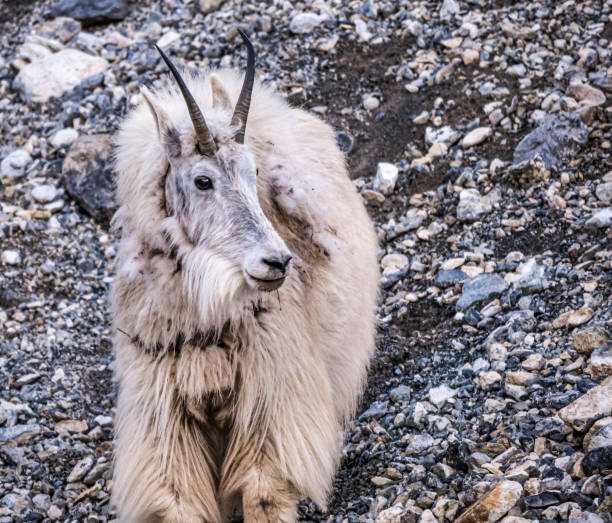 A Rocky mountain goat standing on a steep scree slope and losing it's winter coat stock photo
