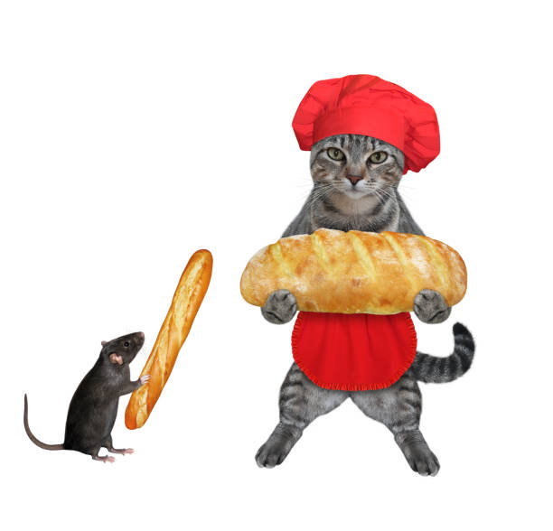 istock Cat gray baker holds loaf of bread 2 1308699015