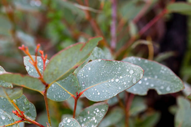Eucalyptus leafs after the rain, beautiful nature background with copy space, full frame horizontal composition