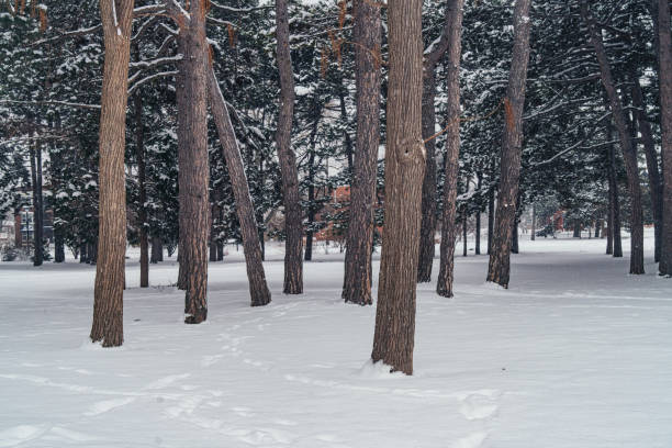 Hamilton - Gage Park in the Winter