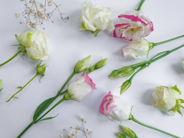 istock beautiful flower on colored background spring summer 1308700339