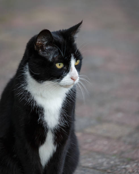 istock Black cat with white elements sitting and looking away 1308700650