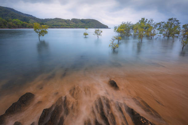 Submerged Trees, Queensland
