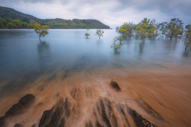 Submerged Trees, Queensland Seascape of mangrove trees submerged under high water of the Coral Sea on the Daintree coast in Queensland, Australia. port douglas photos stock pictures, royalty-free photos & images