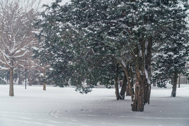 Hamilton - Gage Park in the Winter