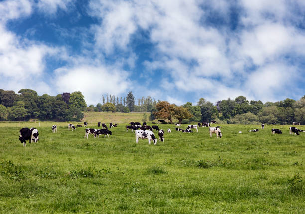 istock Grazing dairy cows in grassy farm pasture 1308702746