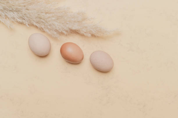 istock Brown dried pampas grass and eggs on natural beige background. Zero waste easter concept. Eco friendly lifestyle, copy space 1308703412