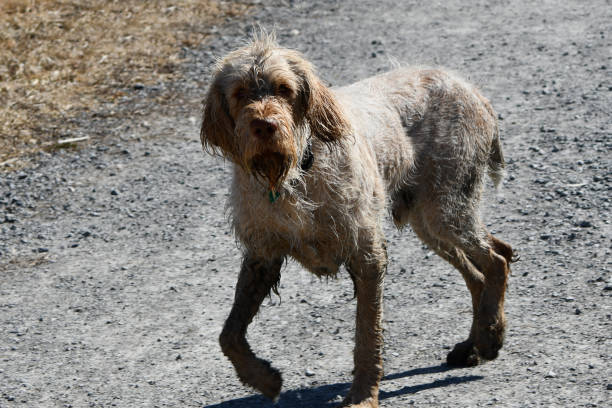 istock Wet dog on hiking trail 1308704583