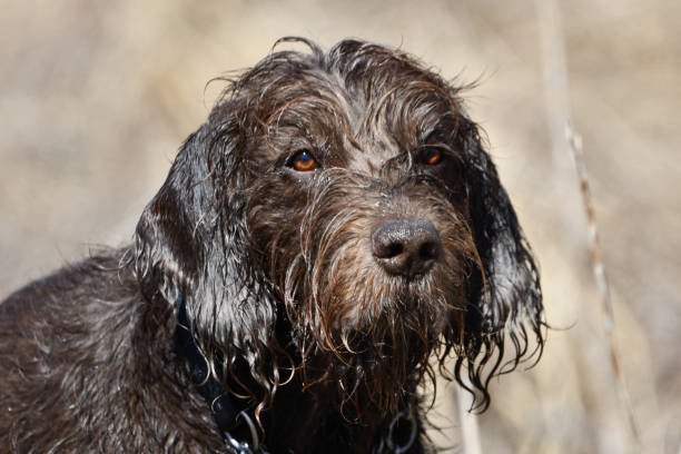 istock Portrait of a wet dog 1308704793