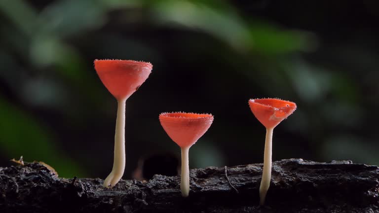 Red mushroom on timber