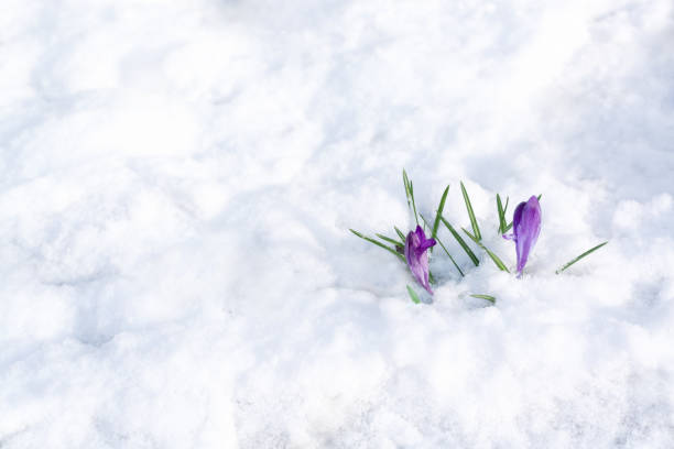 Abruzzo, Italy: close-up of a purple wild crocus on the Appennini range.
