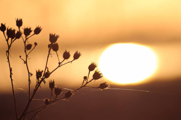 istock Dry plants silhouette at sunset time 1308705928