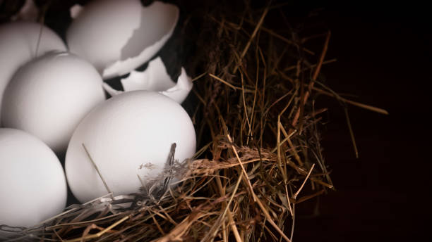 istock Closeup raw white brown organic fresh eggs shell with yolk from happy chicken hen free range farm on nature hatch grass straw nest healthy protein food symbol of spring season birth easter festival 1308706531