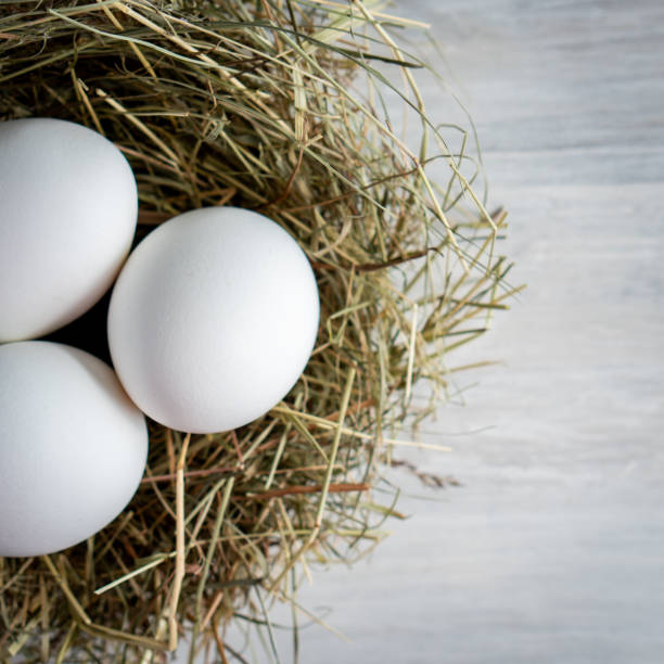 istock Closeup raw white brown organic fresh eggs shell with yolk from happy chicken hen free range farm on nature hatch grass straw nest healthy protein food symbol of spring season birth easter festival 1308706540