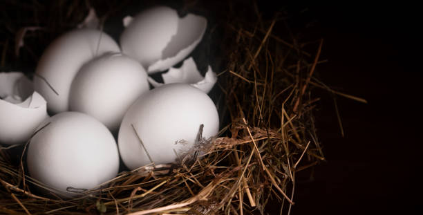 Closeup raw white brown organic fresh eggs shell with yolk from happy chicken hen free range farm on nature hatch grass straw nest healthy protein food symbol of spring season birth easter festival