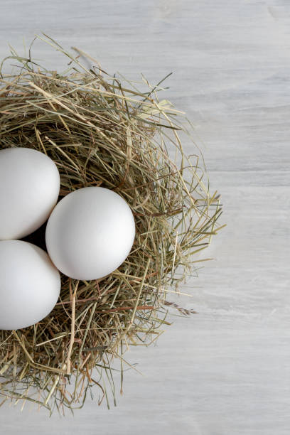 istock Closeup raw white brown organic fresh eggs shell with yolk from happy chicken hen free range farm on nature hatch grass straw nest healthy protein food symbol of spring season birth easter festival 1308706548