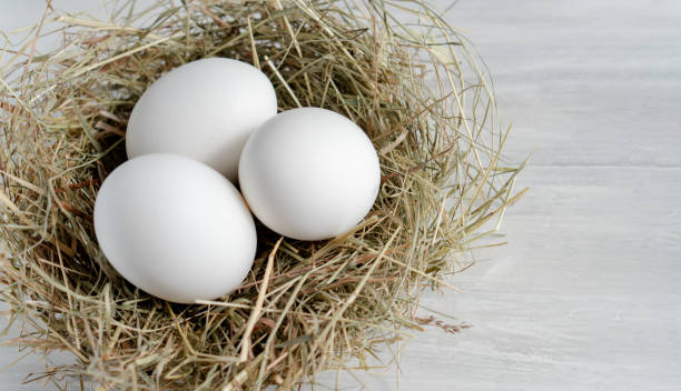 istock Closeup raw white brown organic fresh eggs shell with yolk from happy chicken hen free range farm on nature hatch grass straw nest healthy protein food symbol of spring season birth easter festival 1308706552