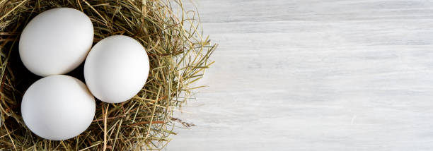 istock Closeup raw white brown organic fresh eggs shell with yolk from happy chicken hen free range farm on nature hatch grass straw nest healthy protein food symbol of spring season birth easter festival 1308706570