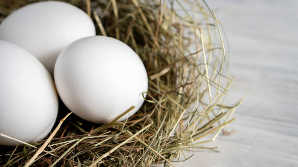 istock Closeup raw white brown organic fresh eggs shell with yolk from happy chicken hen free range farm on nature hatch grass straw nest healthy protein food symbol of spring season birth easter festival 1308706597