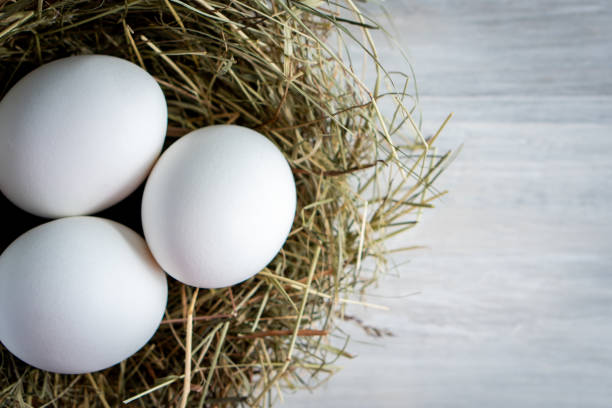 Closeup raw white brown organic fresh eggs shell with yolk from happy chicken hen free range farm on nature hatch grass straw nest healthy protein food symbol of spring season birth easter festival
