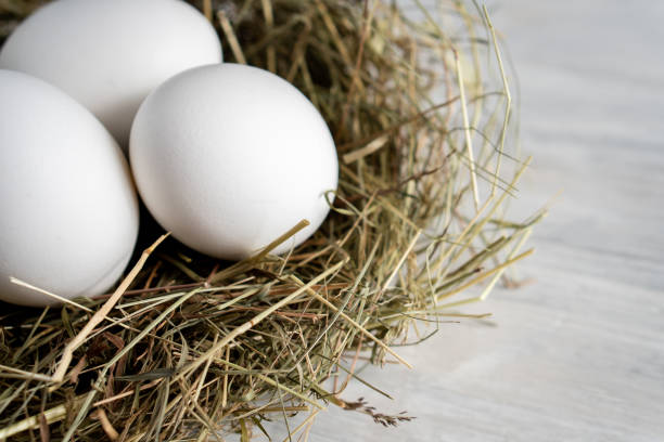 istock Closeup raw white brown organic fresh eggs shell with yolk from happy chicken hen free range farm on nature hatch grass straw nest healthy protein food symbol of spring season birth easter festival 1308706636