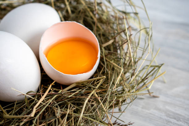 istock Closeup raw white brown organic fresh eggs shell with yolk from happy chicken hen free range farm on nature hatch grass straw nest healthy protein food symbol of spring season birth easter festival 1308706638