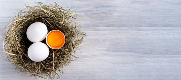 istock Closeup raw white brown organic fresh eggs shell with yolk from happy chicken hen free range farm on nature hatch grass straw nest healthy protein food symbol of spring season birth easter festival 1308706665