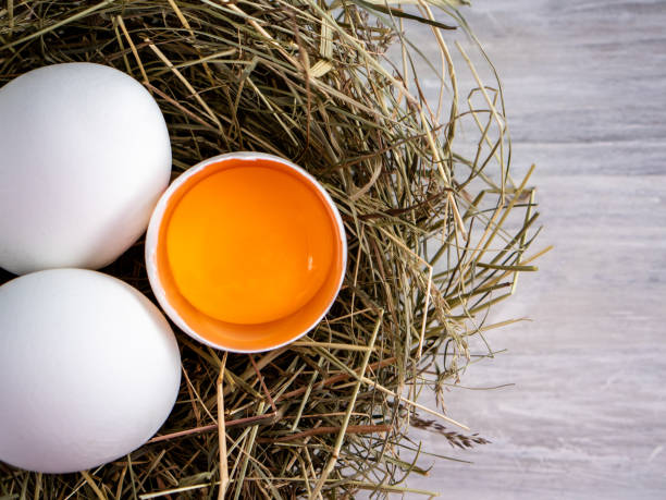 istock Closeup raw white brown organic fresh eggs shell with yolk from happy chicken hen free range farm on nature hatch grass straw nest healthy protein food symbol of spring season birth easter festival 1308706669