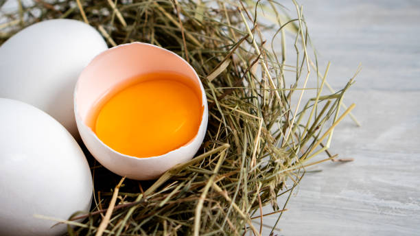 Closeup raw white brown organic fresh eggs shell with yolk from happy chicken hen free range farm on nature hatch grass straw nest healthy protein food symbol of spring season birth easter festival