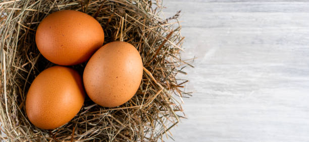 istock Closeup raw white brown organic fresh eggs shell with yolk from happy chicken hen free range farm on nature hatch grass straw nest healthy protein food symbol of spring season birth easter festival 1308706707