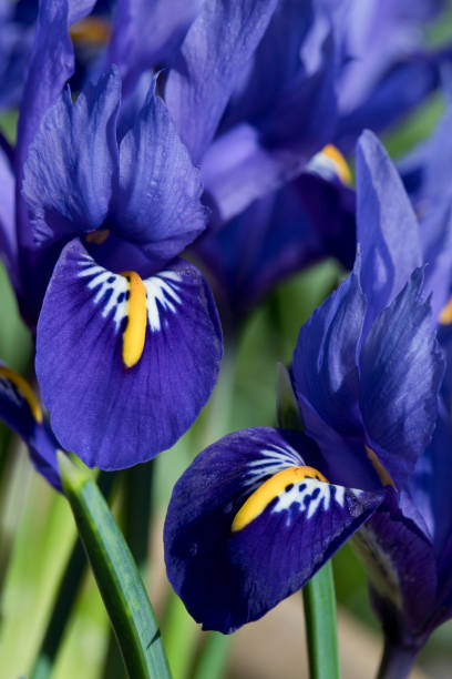 istock Iris Reticulata Harmony in flower in March 1308706713