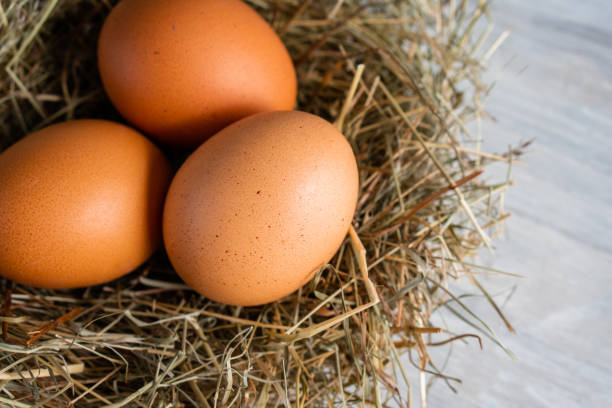istock Closeup raw white brown organic fresh eggs shell with yolk from happy chicken hen free range farm on nature hatch grass straw nest healthy protein food symbol of spring season birth easter festival 1308706763