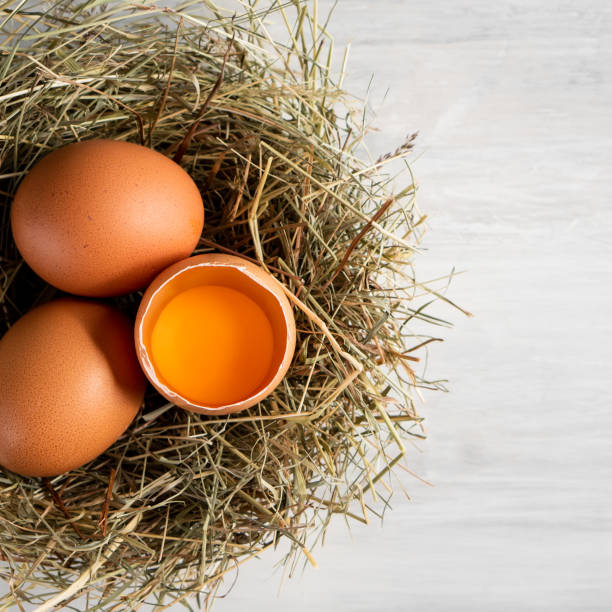 istock Closeup raw white brown organic fresh eggs shell with yolk from happy chicken hen free range farm on nature hatch grass straw nest healthy protein food symbol of spring season birth easter festival 1308706791