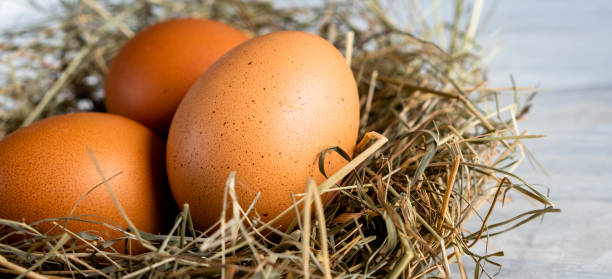 istock Closeup raw white brown organic fresh eggs shell with yolk from happy chicken hen free range farm on nature hatch grass straw nest healthy protein food symbol of spring season birth easter festival 1308706796