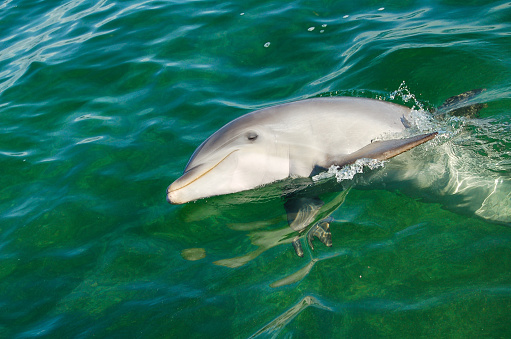 Dolphin in sea water. Dolphin portrait in wildlife.
