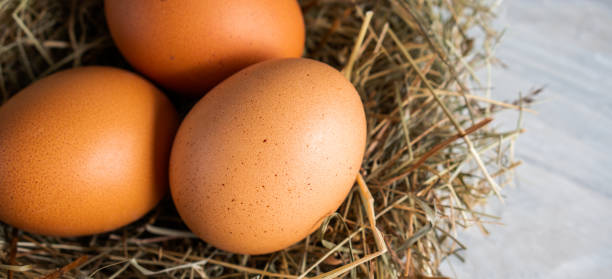istock Closeup raw white brown organic fresh eggs shell with yolk from happy chicken hen free range farm on nature hatch grass straw nest healthy protein food symbol of spring season birth easter festival 1308706809