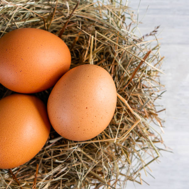 istock Closeup raw white brown organic fresh eggs shell with yolk from happy chicken hen free range farm on nature hatch grass straw nest healthy protein food symbol of spring season birth easter festival 1308706810