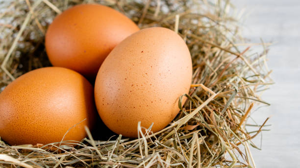 istock Closeup raw white brown organic fresh eggs shell with yolk from happy chicken hen free range farm on nature hatch grass straw nest healthy protein food symbol of spring season birth easter festival 1308706823