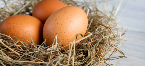 istock Closeup raw white brown organic fresh eggs shell with yolk from happy chicken hen free range farm on nature hatch grass straw nest healthy protein food symbol of spring season birth easter festival 1308706827