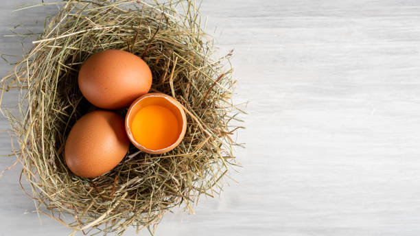 istock Closeup raw white brown organic fresh eggs shell with yolk from happy chicken hen free range farm on nature hatch grass straw nest healthy protein food symbol of spring season birth easter festival 1308706841