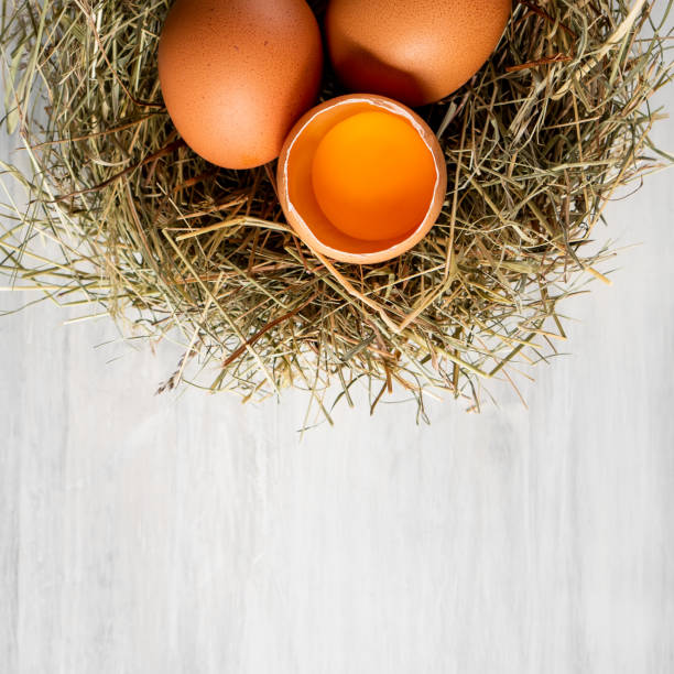 Closeup raw white brown organic fresh eggs shell with yolk from happy chicken hen free range farm on nature hatch grass straw nest healthy protein food symbol of spring season birth easter festival