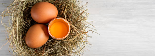 istock Closeup raw white brown organic fresh eggs shell with yolk from happy chicken hen free range farm on nature hatch grass straw nest healthy protein food symbol of spring season birth easter festival 1308706855
