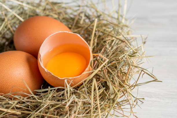 istock Closeup raw white brown organic fresh eggs shell with yolk from happy chicken hen free range farm on nature hatch grass straw nest healthy protein food symbol of spring season birth easter festival 1308706871