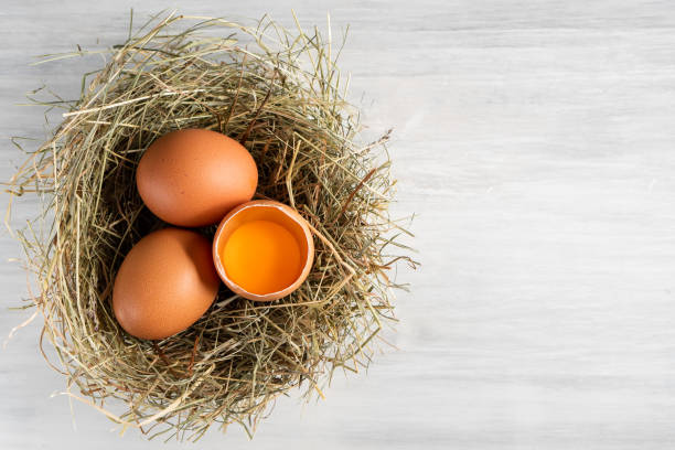 istock Closeup raw white brown organic fresh eggs shell with yolk from happy chicken hen free range farm on nature hatch grass straw nest healthy protein food symbol of spring season birth easter festival 1308706876