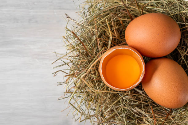 istock Closeup raw white brown organic fresh eggs shell with yolk from happy chicken hen free range farm on nature hatch grass straw nest healthy protein food symbol of spring season birth easter festival 1308706877