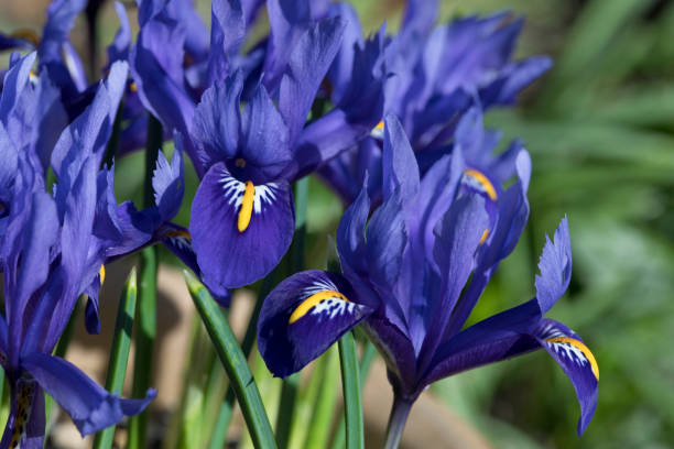 istock Iris Reticulata Harmony in flower in March 1308706879