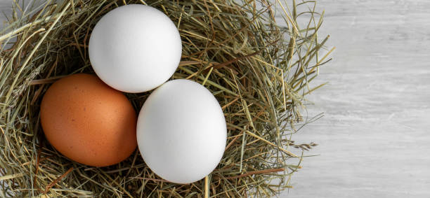 istock Closeup raw white brown organic fresh eggs shell with yolk from happy chicken hen free range farm on nature hatch grass straw nest healthy protein food symbol of spring season birth easter festival 1308706918