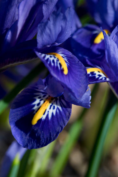 istock Iris Reticulata Harmony in flower in March 1308707544