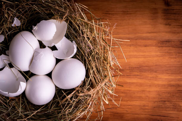 istock Closeup raw white brown organic fresh eggs shell with yolk from happy chicken hen free range farm on nature hatch grass straw nest healthy protein food symbol of spring season birth easter festival 1308707575
